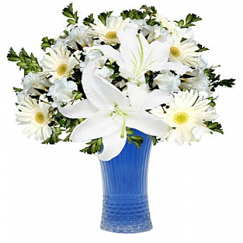 Lilyum gerbera